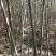 【榉树】二年生榉树苗，绿化造林用苗，苗圃栽植，庭院栽植