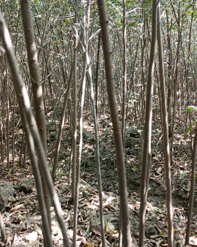 【榉树】二年生榉树苗，绿化造林用苗，苗圃栽植，庭院栽植