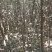 【榉树】二年生榉树苗，绿化造林用苗，苗圃栽植，庭院栽植