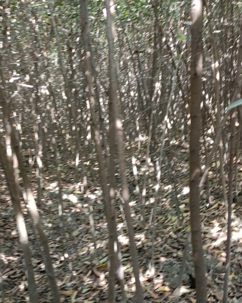 【榉树】二年生榉树苗，绿化造林用苗，苗圃栽植，庭院栽植