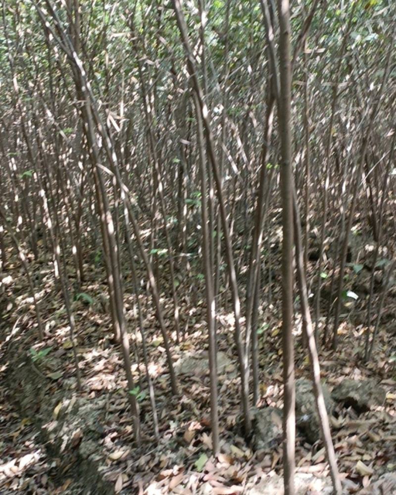 【榉树】二年生榉树苗，绿化造林用苗，苗圃栽植，庭院栽植