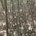 【榉树】二年生榉树苗，绿化造林用苗，苗圃栽植，庭院栽植