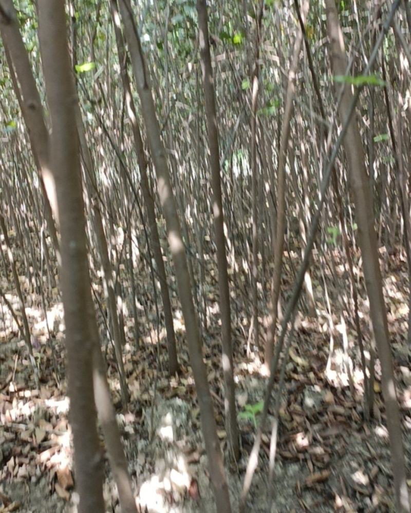 【榉树】二年生榉树苗，绿化造林用苗，苗圃栽植，庭院栽植