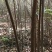 【榉树】二年生榉树苗，绿化造林用苗，苗圃栽植，庭院栽植