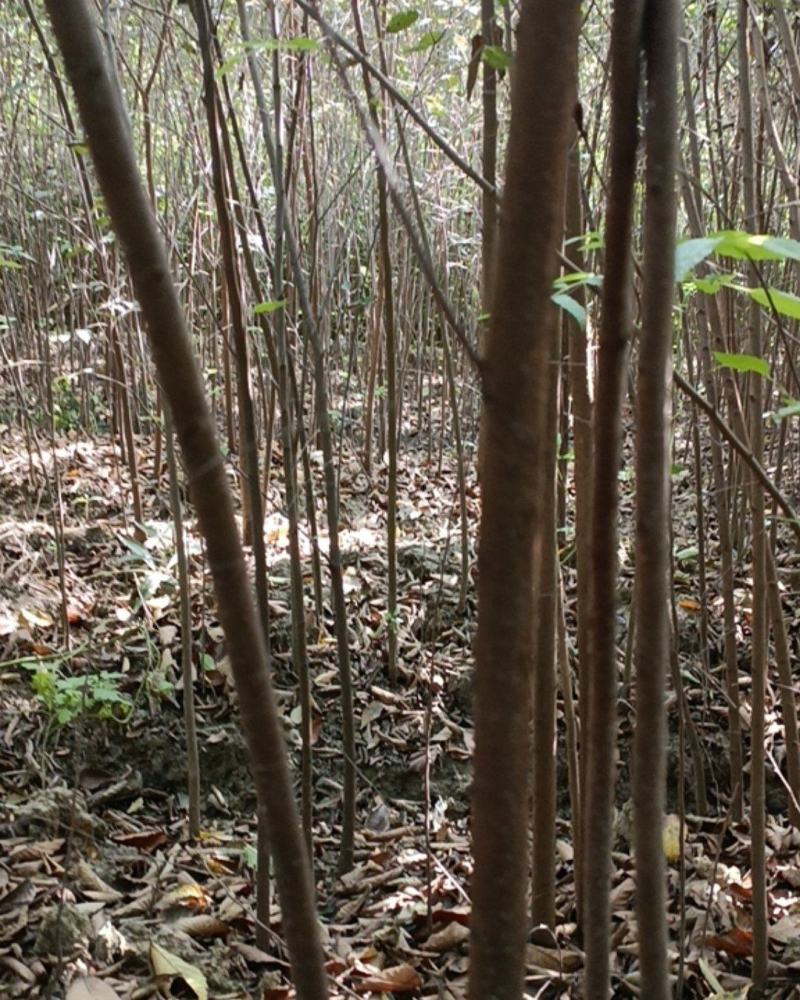 【榉树】二年生榉树苗，绿化造林用苗，苗圃栽植，庭院栽植