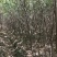 【榉树】二年生榉树苗，绿化造林用苗，苗圃栽植，庭院栽植