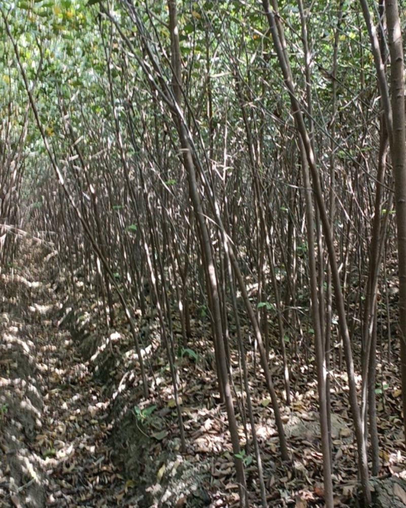 【榉树】二年生榉树苗，绿化造林用苗，苗圃栽植，庭院栽植