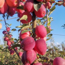 鸡心果