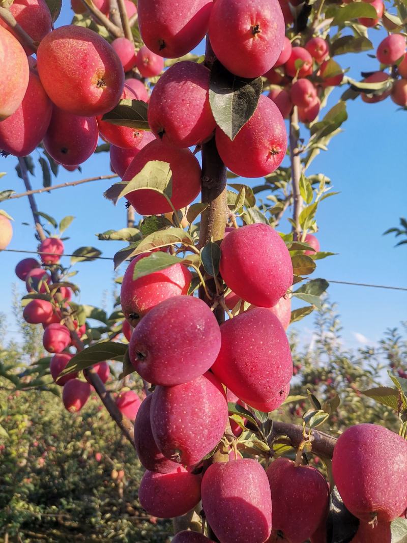 鸡心果