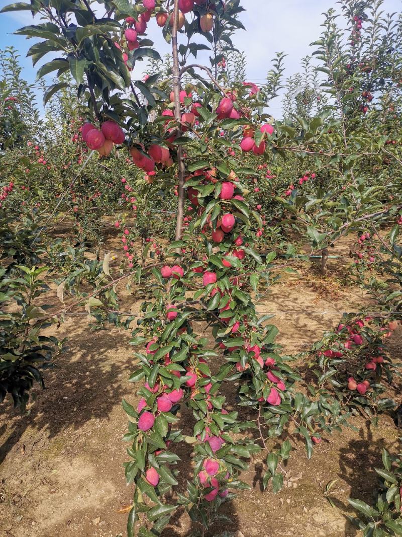 鸡心果