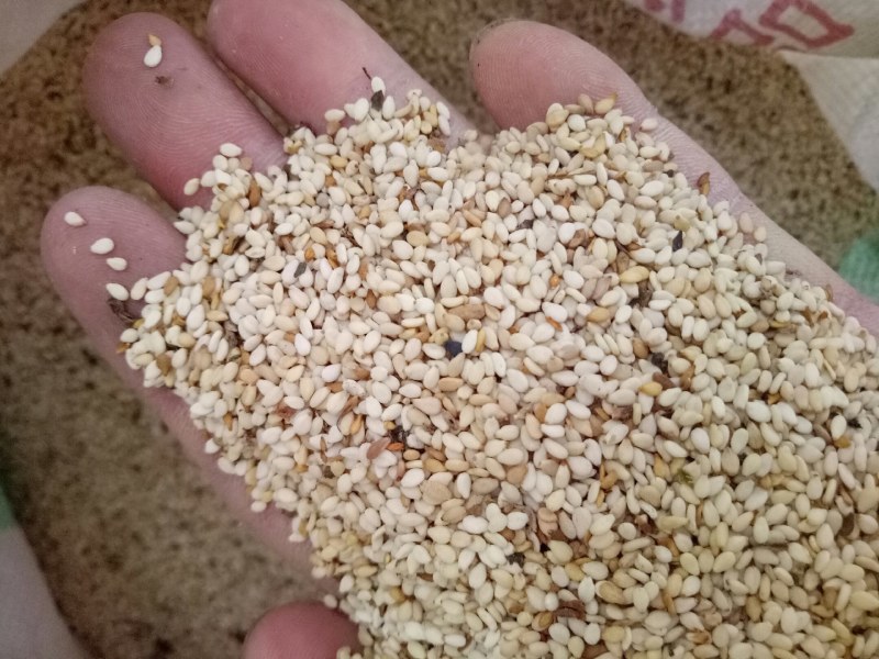 安徽本地高出油率白芝麻，适合油坊，食品厂，直接联系。