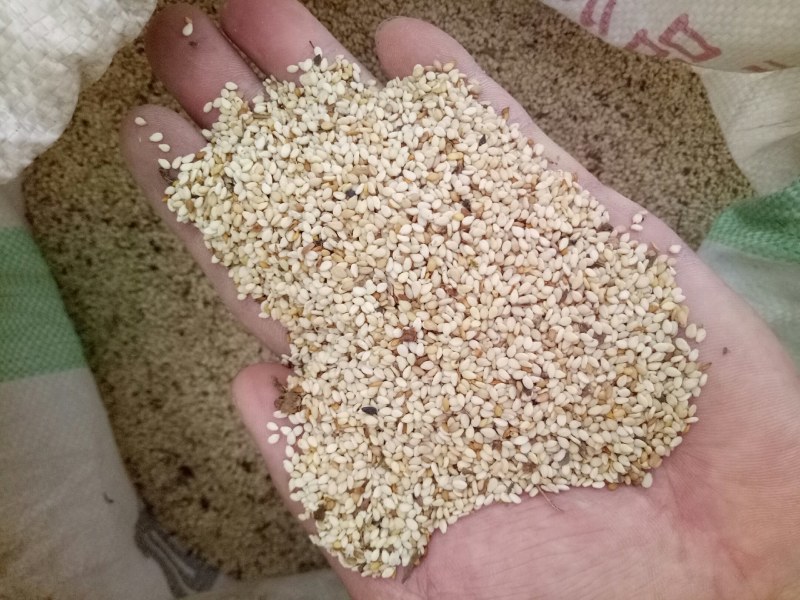 安徽本地高出油率白芝麻，适合油坊，食品厂，直接联系。
