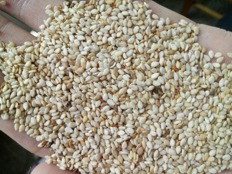 安徽本地高出油率白芝麻，适合油坊，食品厂，直接联系。