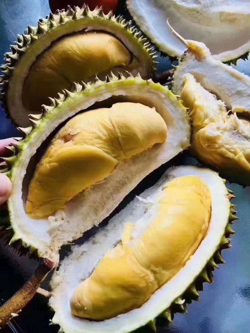 榴莲苗