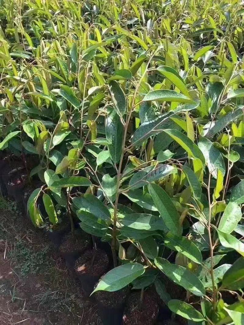 榴莲苗