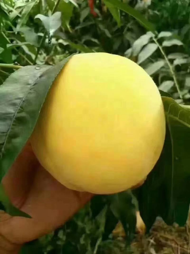 黄金油桃