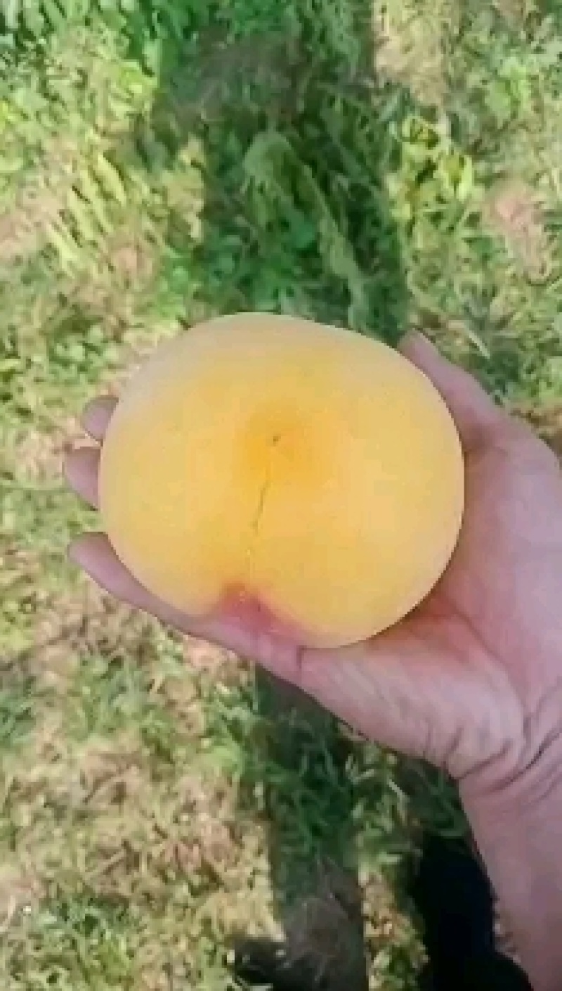 黄金油桃