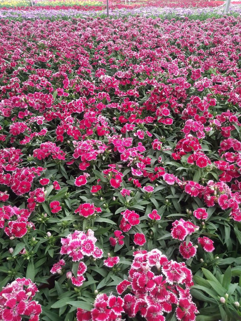 各种草花杯苗大量供应全国送货上门质量好价格低