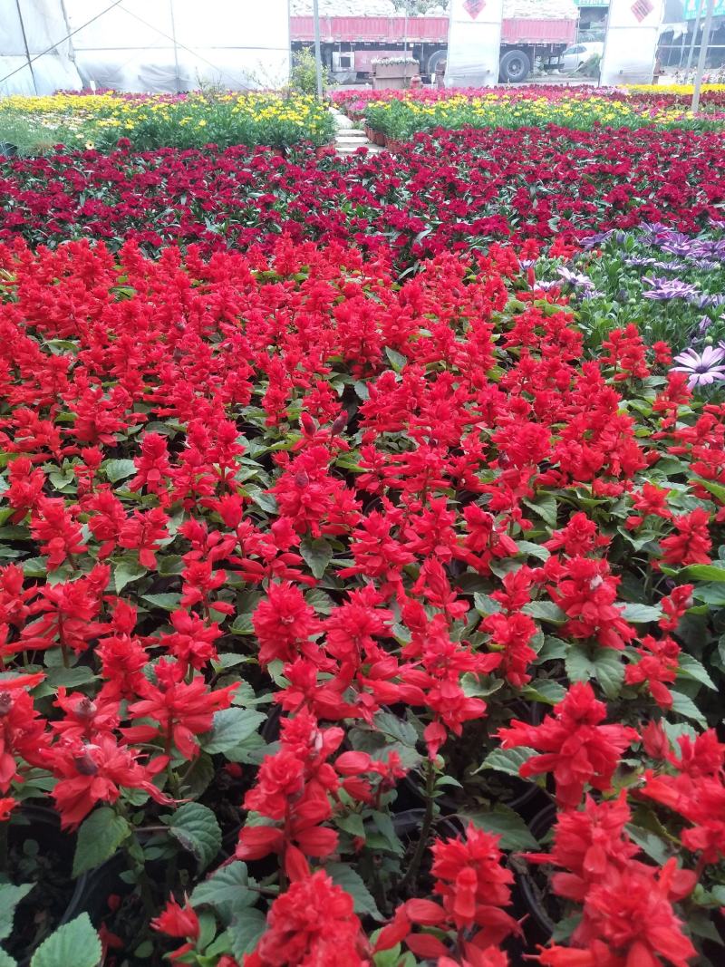 各种草花杯苗大量供应全国送货上门质量好价格低