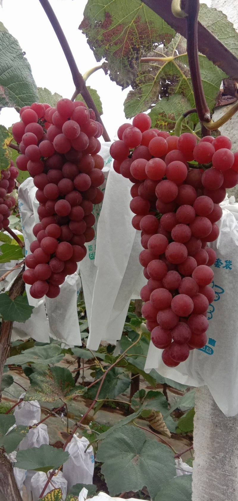 红玫瑰葡萄