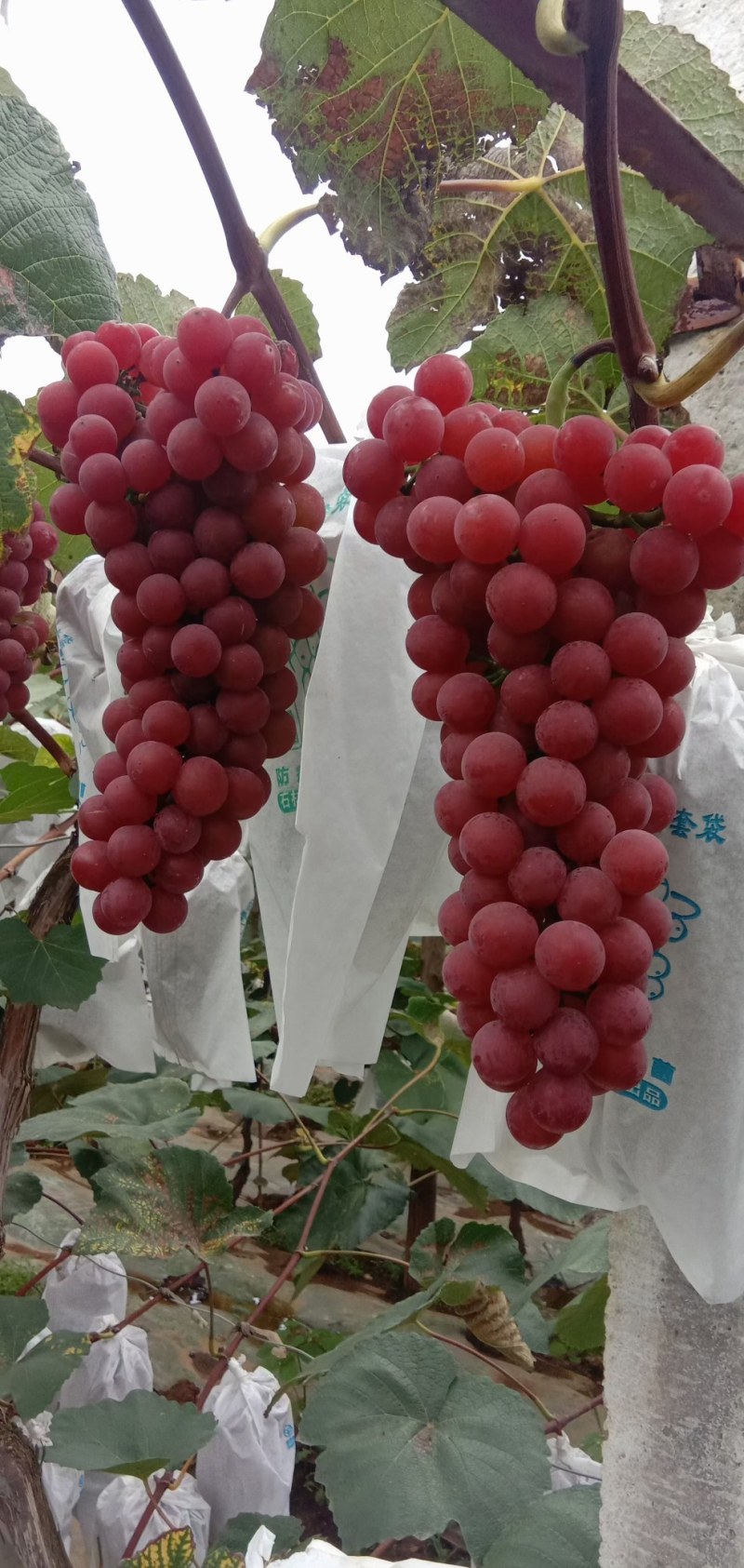 红玫瑰葡萄
