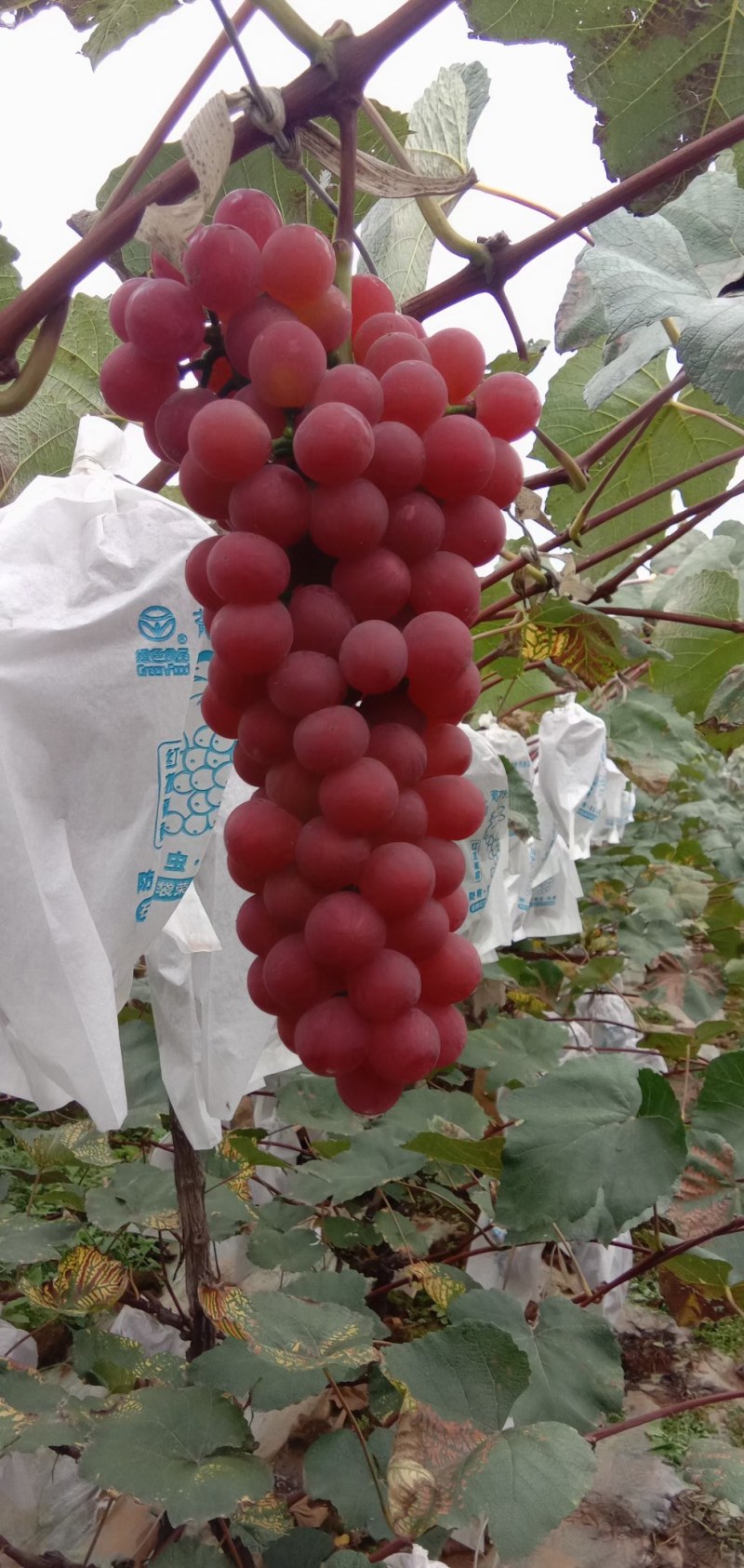 红玫瑰葡萄