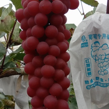 红玫瑰葡萄
