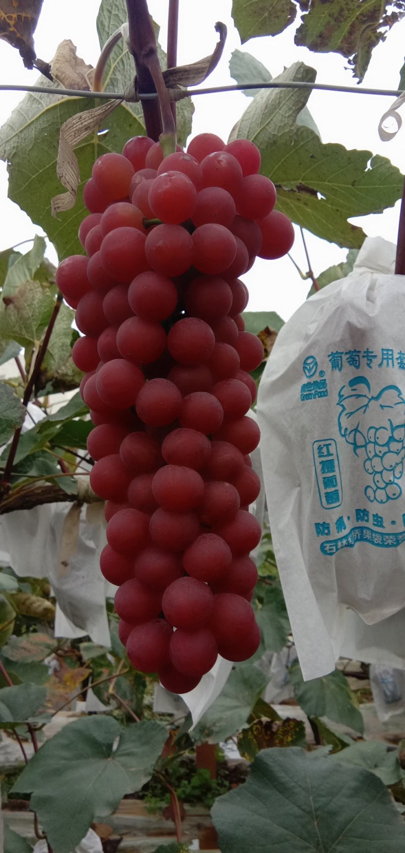 红玫瑰葡萄