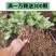 重楼苗七叶一枝花滇重楼苗高杆大叶矮杆多芽