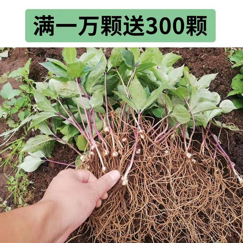 重楼苗七叶一枝花滇重楼苗高杆大叶矮杆多芽