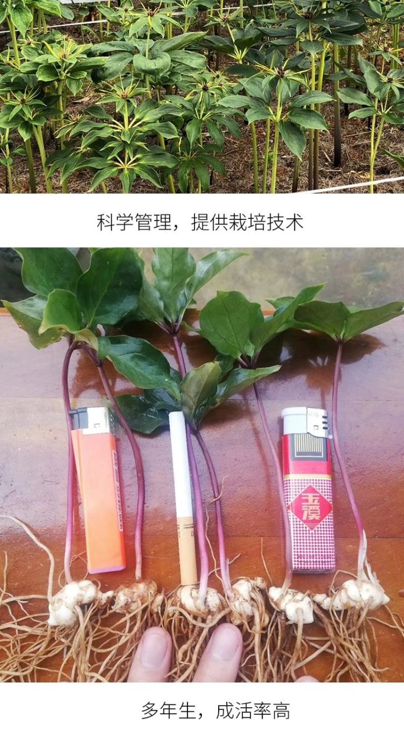 重楼苗七叶一枝花滇重楼苗高杆大叶矮杆多芽
