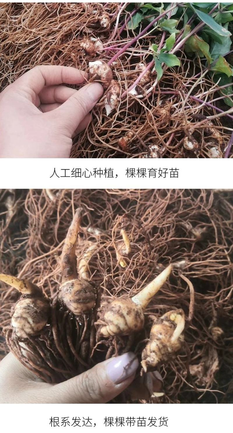 重楼苗七叶一枝花滇重楼苗高杆大叶矮杆多芽