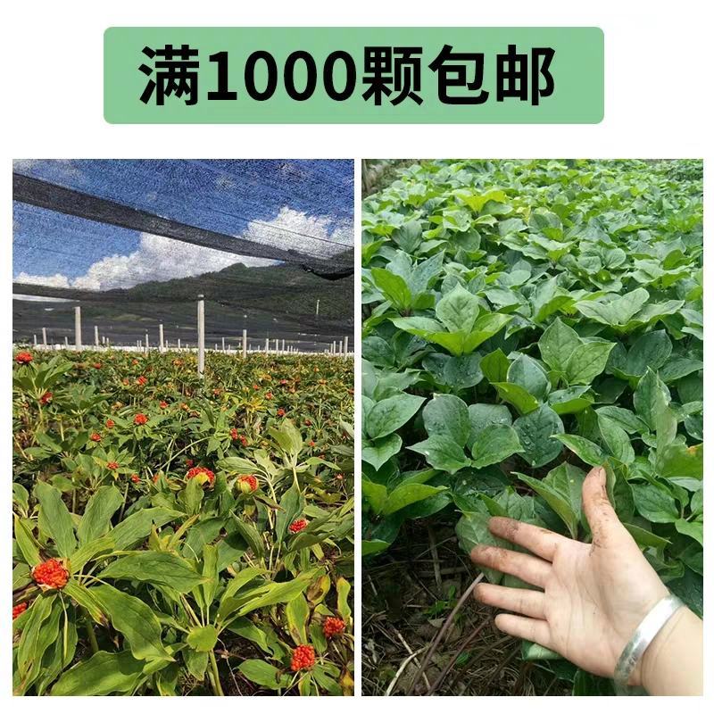 重楼苗七叶一枝花滇重楼苗高杆大叶矮杆多芽