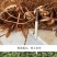 重楼苗七叶一枝花滇重楼苗高杆大叶矮杆多芽