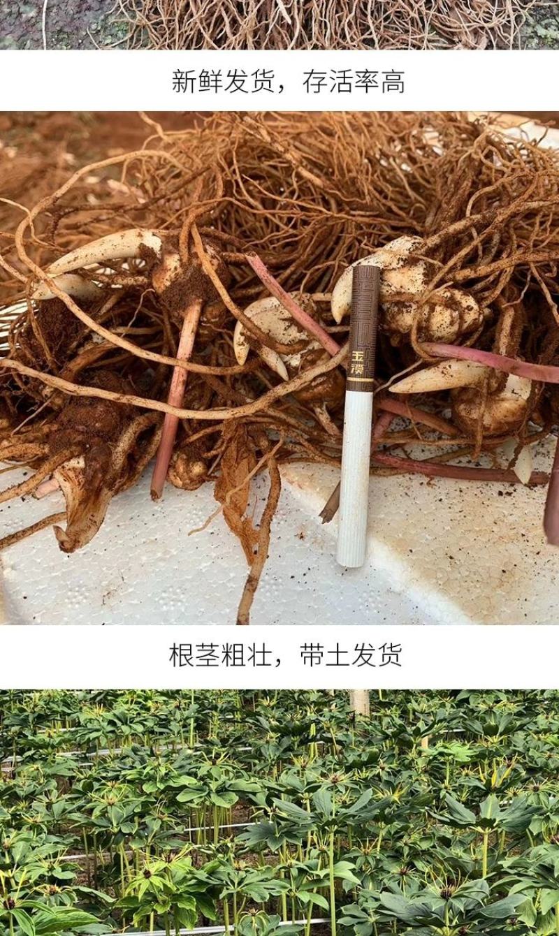 重楼苗七叶一枝花滇重楼苗高杆大叶矮杆多芽