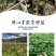重楼苗七叶一枝花滇重楼苗高杆大叶矮杆多芽