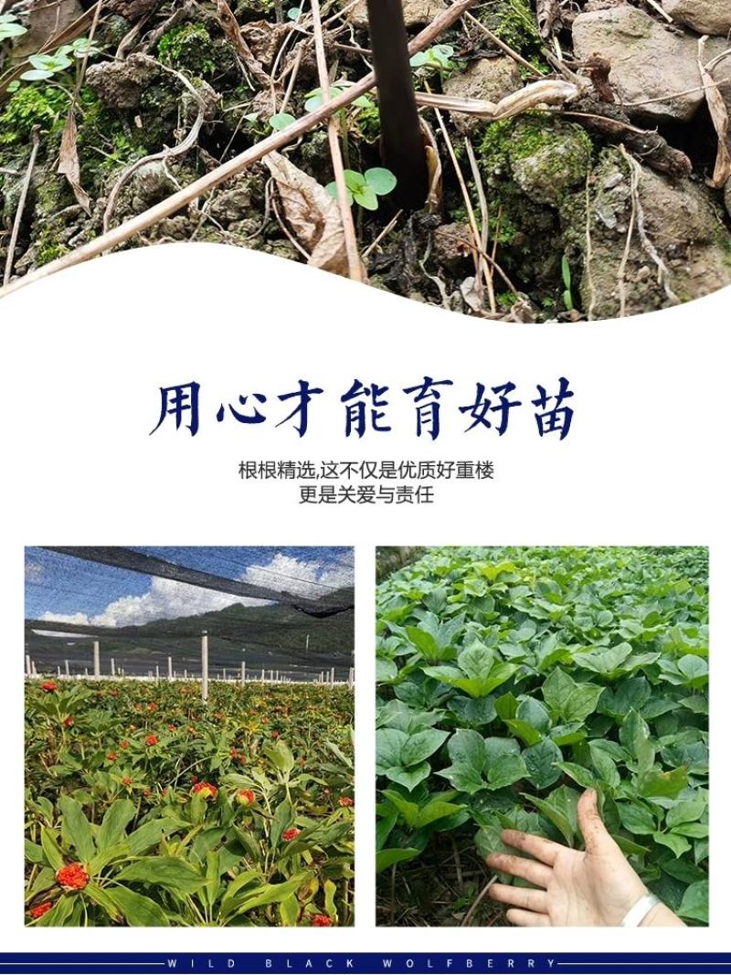 重楼苗七叶一枝花滇重楼苗高杆大叶矮杆多芽
