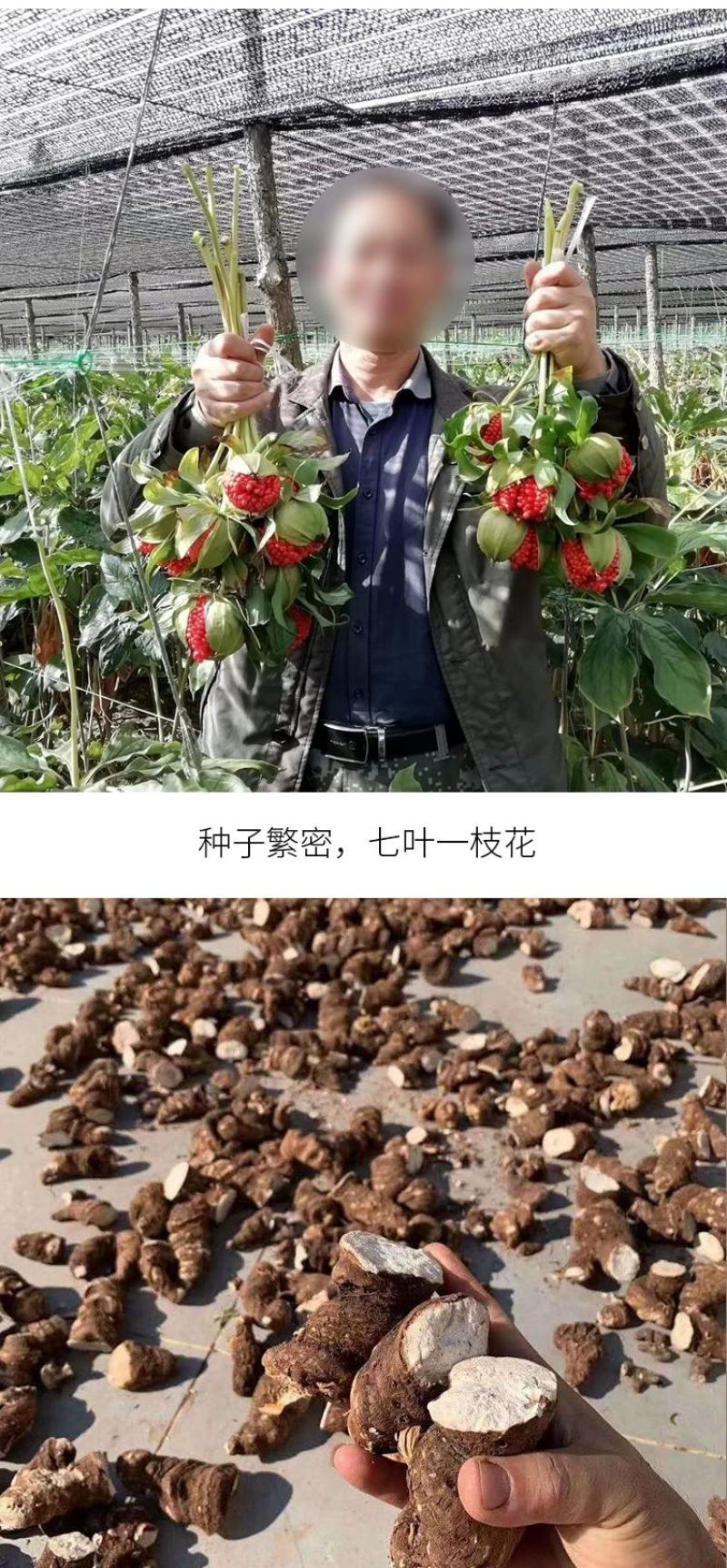 重楼苗七叶一枝花滇重楼苗高杆大叶矮杆多芽
