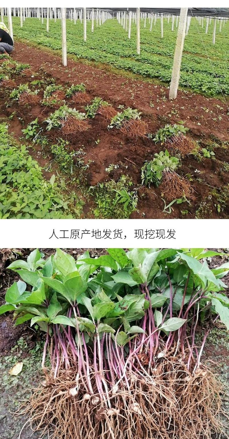 重楼苗七叶一枝花滇重楼苗高杆大叶矮杆多芽