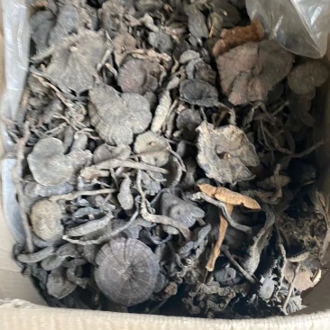 血灵芝