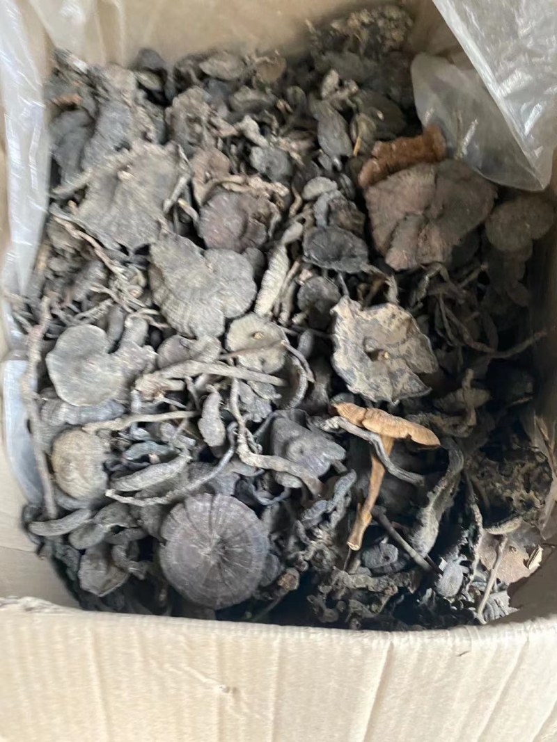 血灵芝