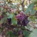 巨峰葡萄