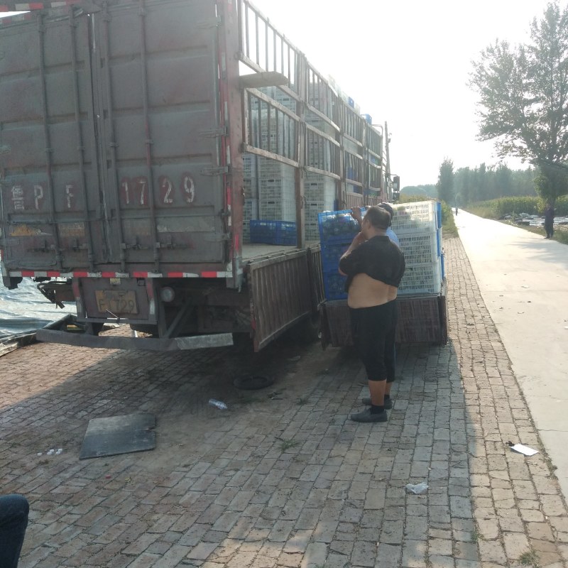 皇冠梨雪梨鸭梨大量上市货好价格低产地直发