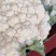 菜花2斤紧密乳白质量好价位合适希望前来洽谈