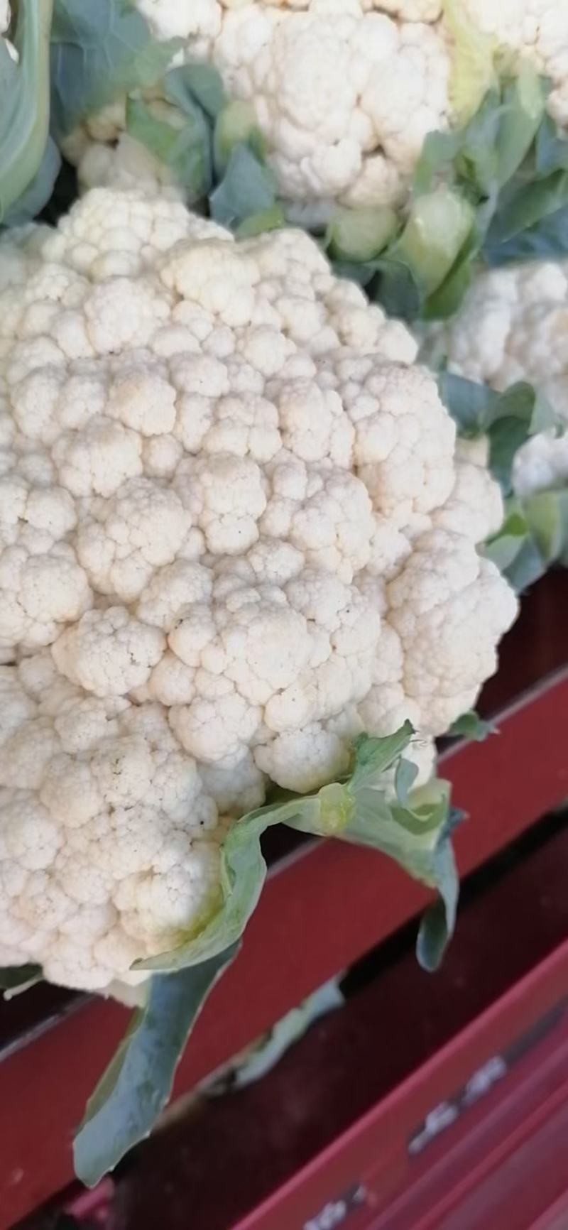 菜花2斤紧密乳白质量好价位合适希望前来洽谈