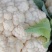 菜花2斤紧密乳白质量好价位合适希望前来洽谈