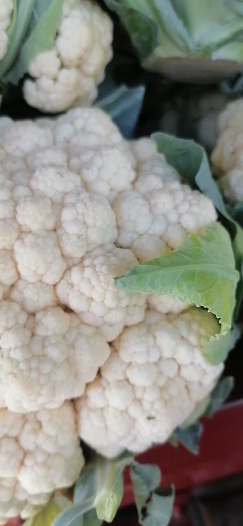 菜花2斤紧密乳白质量好价位合适希望前来洽谈