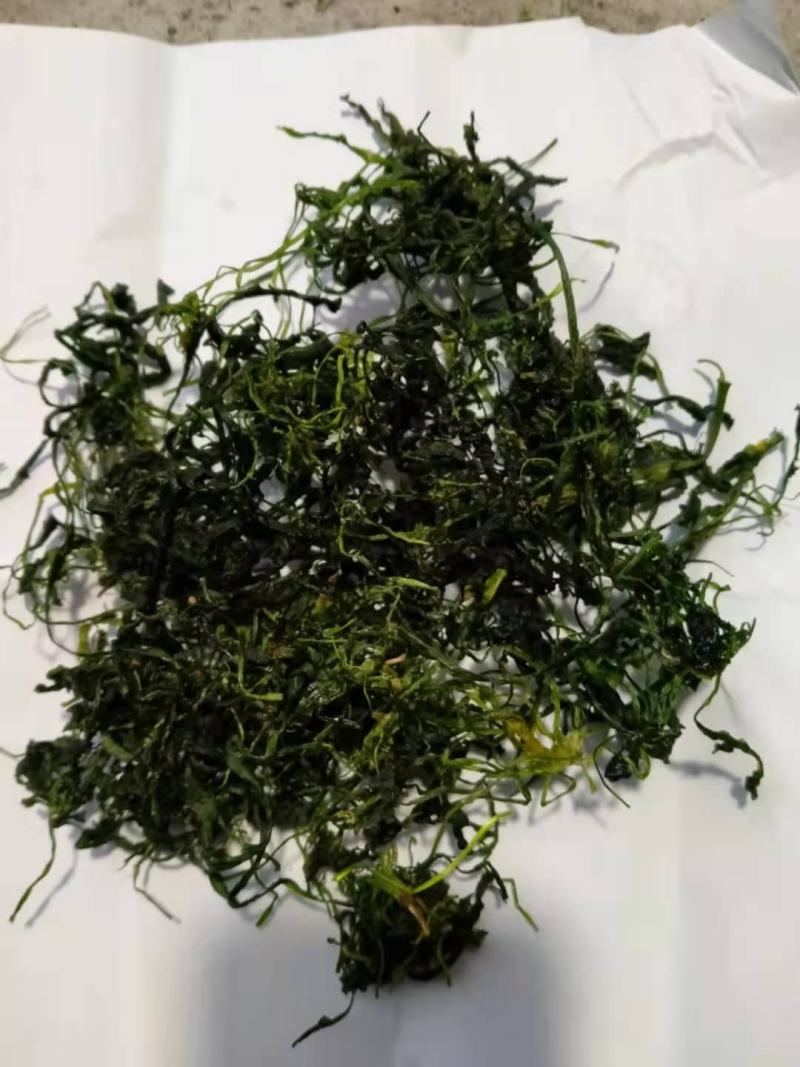 【精品】荠菜10cm以上，大量供应，质量保障，欢迎合作