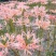 500g彼岸花种球石蒜曼珠沙华盆栽花卉绿植