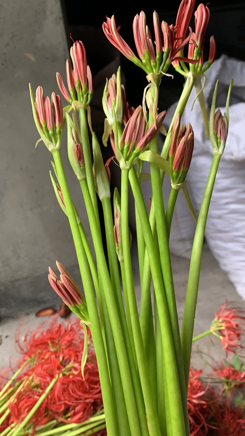 500g彼岸花种球石蒜曼珠沙华盆栽花卉绿植